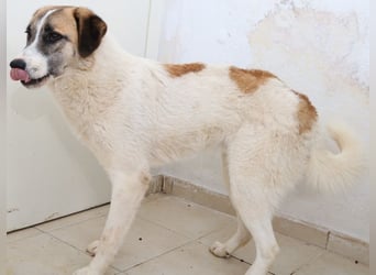 Taro, geb. ca. 08/2018, lebt in GRIECHENLAND, im städt. Tierheim Serres