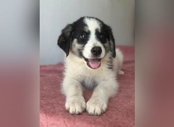 Colada, geb. ca. 05/2026, lebt in GRIECHENLAND, im städt. Tierheim Serres