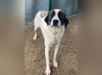 Marinara, geb. ca. 01/2025, lebt in GRIECHENLAND, auf einer privaten Pflegestelle