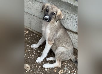Karolina, geb. ca. 03/2026, lebt in GRIECHENLAND, im städt. Tierheim Serres