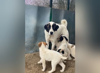 Marinara, geb. ca. 01/2025, lebt in GRIECHENLAND, auf einer privaten Pflegestelle