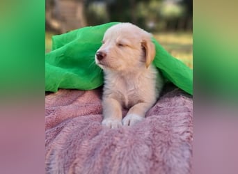  Fluffy-Boo, geb. ca. 04/2026, lebt auf einer Pflegestelle in 44651 Herne