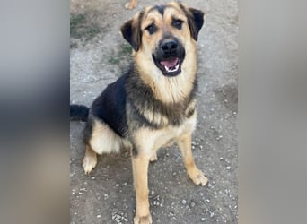 Elphaba, geb. ca. 07/2025, lebt in GRIECHENLAND, im städt. Tierheim Serres