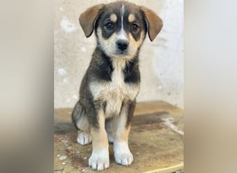 Sissy, geb. ca. 03/2026, lebt in GRIECHENLAND, auf einer privaten Pflegestelle