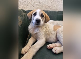 Alma, geb. ca. 02/2026, lebt in GRIECHENLAND, im städt. Tierheim Serres