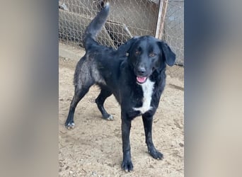 Panthera, geb. ca. 05/2023, lebt in GRIECHENLAND, auf einer privaten Pflegestelle