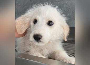 Zucker, geb. ca. 01/2026, lebt in GRIECHENLAND, auf einer privaten Pflegestelle