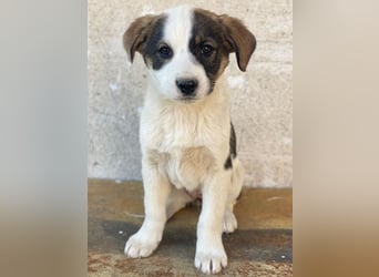 Yoko, geb. ca. 03/2026, lebt in GRIECHENLAND, auf einer privaten Pflegestelle