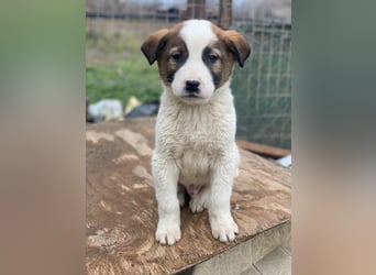 Calzone, geb. ca. 11/2025, lebt in GRIECHENLAND, auf einer privaten Pflegestelle