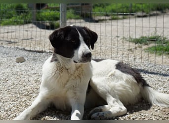 Zola, geb. ca. 01/2025, lebt in GRIECHENLAND, im städt. Tierheim Serres