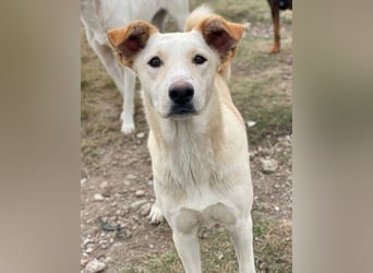 Kalena, geb. ca. 01/2025, lebt in GRIECHENLAND, im städt. Tierheim Serres