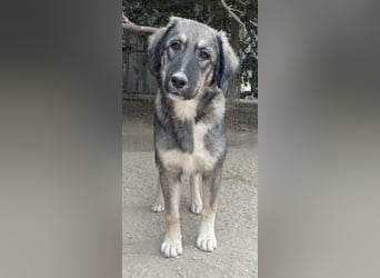 Karla, geb. ca. 03/2023, lebt in GRIECHENLAND, im städt. Tierheim Serres