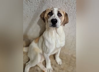 Lou, geb. ca. 11/2022, lebt in GRIECHENLAND, im städt. Tierheim Serres