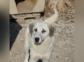 Maliya, geb. ca. 04/2025, lebt in GRIECHENLAND, im städt. Tierheim Serres