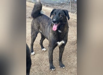 Niabi, geb. ca. 05/2023, lebt in GRIECHENLAND, im städt. Tierheim Serres