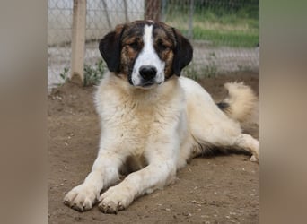 Pitt, geb. ca. 05/2021, lebt in GRIECHENLAND, im städt. Tierheim Serres