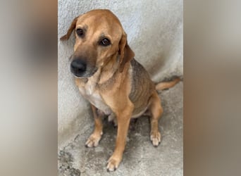 Angelina, geb. ca. 07/2022, lebt in GRIECHENLAND, im städt. Tierheim Serres