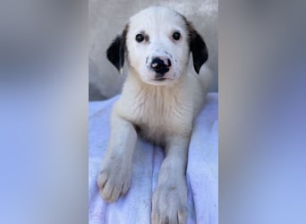 Bley, geb. ca. 06/2023, lebt in GRIECHENLAND, im städt. Tierheim Serres