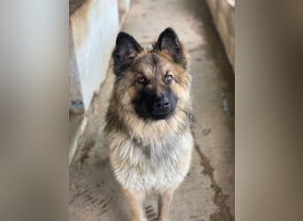 Joey, geb. ca. 08/2025, lebt in GRIECHENLAND, auf einer privaten Pflegestelle