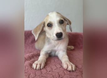 Ivy, geb. ca. 05/2026, lebt in GRIECHENLAND, im städt. Tierheim Serres