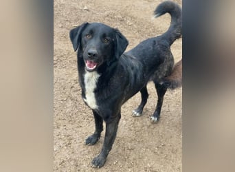 Panthera, geb. ca. 05/2023, lebt in GRIECHENLAND, auf einer privaten Pflegestelle