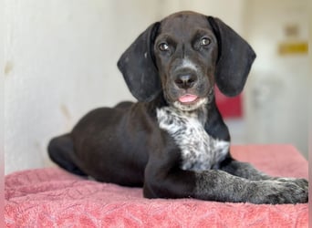 Kiki, geb. ca. 06/2026, lebt in GRIECHENLAND, im städt. Tierheim Serres