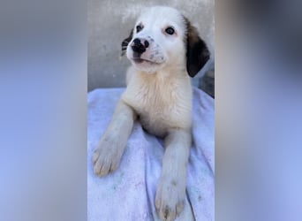 Bley, geb. ca. 06/2023, lebt in GRIECHENLAND, im städt. Tierheim Serres