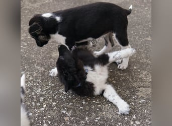 Baron, geb. ca. 12/2023, lebt in GRIECHENLAND, auf einem Gelände, Hunde werden notdürftig versorgt