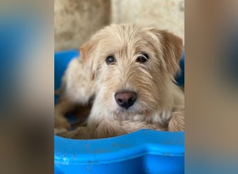 Susan, geb. ca. 04/2024, lebt in GRIECHENLAND, auf einer privaten Pflegestelle