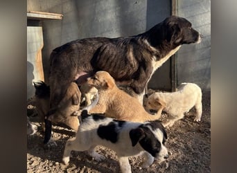 Mère, geb. ca. 03/2023, lebt in GRIECHENLAND, im städt. Tierheim Serres