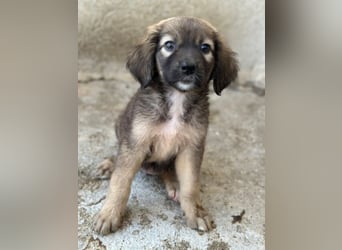 Harissa, geb. ca. 05/2026, lebt in GRIECHENLAND, im städt. Tierheim Serres