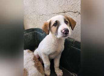 Amon, geb. ca. 02/2026, lebt in GRIECHENLAND, im städt. Tierheim Serres