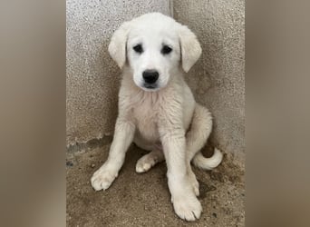 Zion, geb. ca. 02/2026, lebt in GRIECHENLAND, im städt. Tierheim Serres