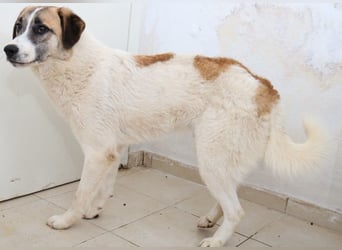 Taro, geb. ca. 08/2018, lebt in GRIECHENLAND, im städt. Tierheim Serres