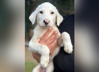 Snowy, geb. ca. 04/2026, lebt in GRIECHENLAND, auf einer privaten Pflegestelle