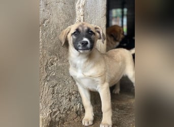 Mira, geb. ca. 12/2025, lebt in GRIECHENLAND, im städt. Tierheim Serres