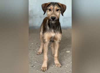 Woody, geb. ca. 02/2026, lebt in GRIECHENLAND, im städt. Tierheim Serres