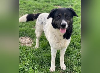 Thanio, geb. ca. 06/2020, lebt in GRIECHENLAND, im städt. Tierheim Serres