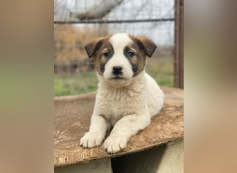 Calzone, geb. ca. 11/2025, lebt in GRIECHENLAND, auf einer privaten Pflegestelle