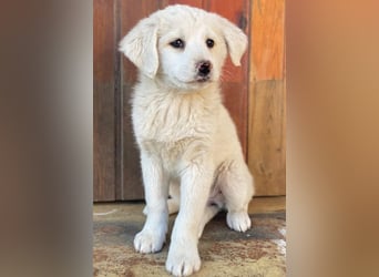 Saki, geb. ca. 03/2026, lebt in GRIECHENLAND, auf einer privaten Pflegestelle