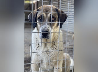 Elliot, geb. ca. 05/2022, lebt in GRIECHENLAND, im städt. Tierheim Serres
