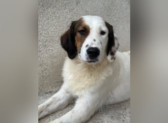 Fidi, geb. ca. 08/2025, lebt in GRIECHENLAND, im städt. Tierheim Serres