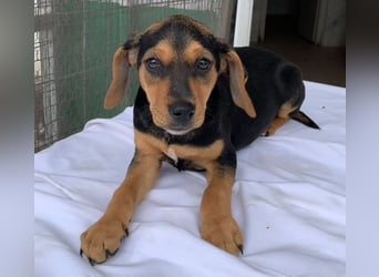 Linaria, geb. ca. 12/2025, lebt in GRIECHENLAND, im städt. Tierheim Serres