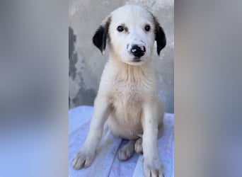 Bley, geb. ca. 06/2023, lebt in GRIECHENLAND, im städt. Tierheim Serres