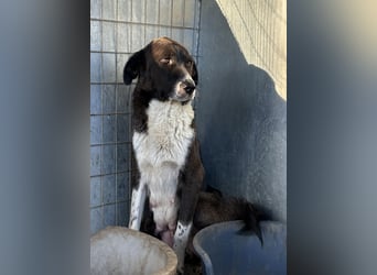 Mère, geb. ca. 03/2023, lebt in GRIECHENLAND, im städt. Tierheim Serres