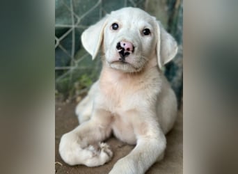 Snowy, geb. ca. 04/2026, lebt in GRIECHENLAND, auf einer privaten Pflegestelle