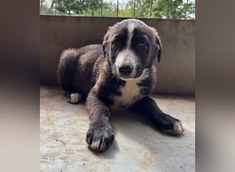 Aria, geb. ca. 02/2026, lebt in GRIECHENLAND, auf einer privaten Pflegestelle