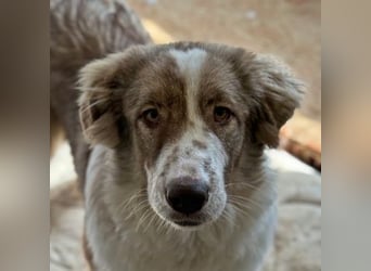 Liona, geb. ca. 12/2024, lebt in GRIECHENLAND, auf einem Gelände, wird notdürftig versorgt