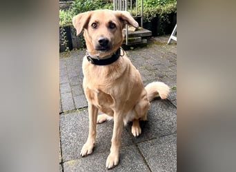 Fanta, geb. ca. 05/2017, lebt bei einer Familie in 48317 Drensteinfurt, Vermittlungshilfe