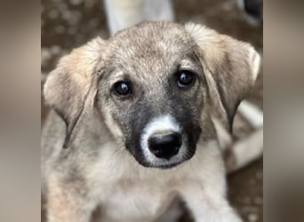 Karolina, geb. ca. 03/2026, lebt in GRIECHENLAND, im städt. Tierheim Serres
